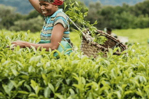 From Kigali: 3-Day Nyungwe Forest National Park Tour