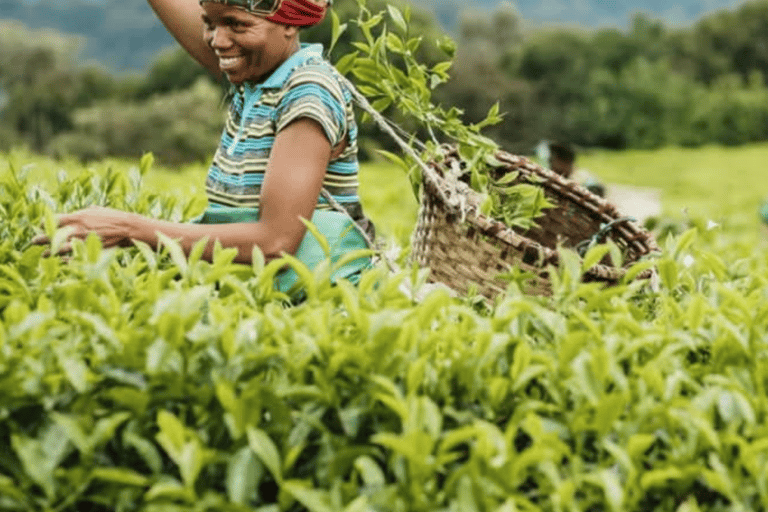 From Kigali: 3-Day Nyungwe Forest National Park Tour