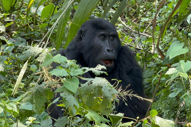 1 giorno di trekking con i gorilla e il centro di ricerca di Karisoke, Volcanoes NP