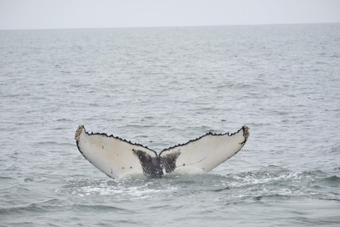 Walvis Bay: Seal Kayaking Adventure with Brunch