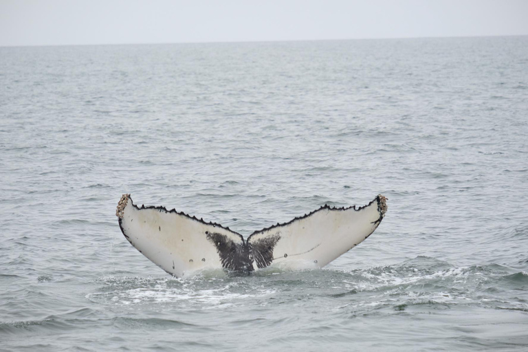 Walvis Bay: Seal Kayaking Adventure with Brunch