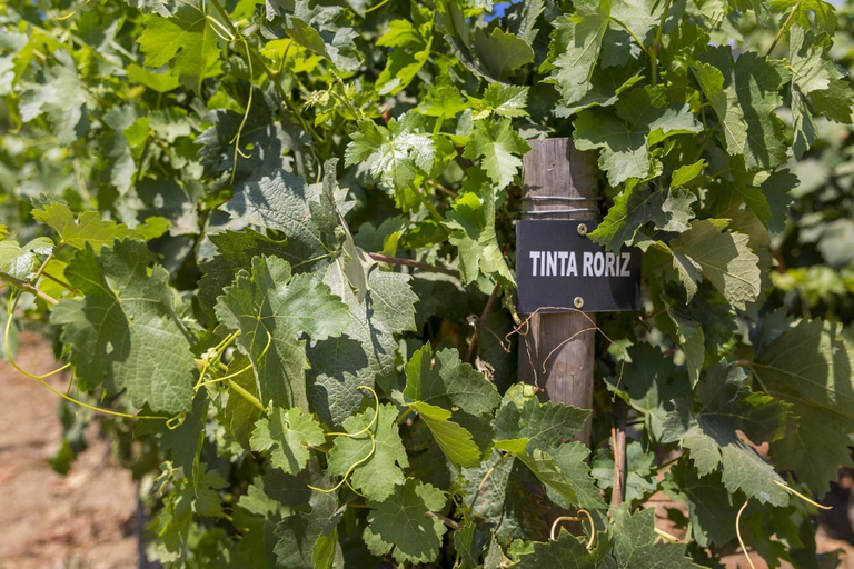Régua: Prova de vinhos em Quinta, Almoço Tradicional, Cruzeiro e Comboio