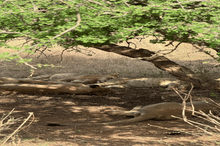 Safari Maasai Mara 3 dni/2 noce