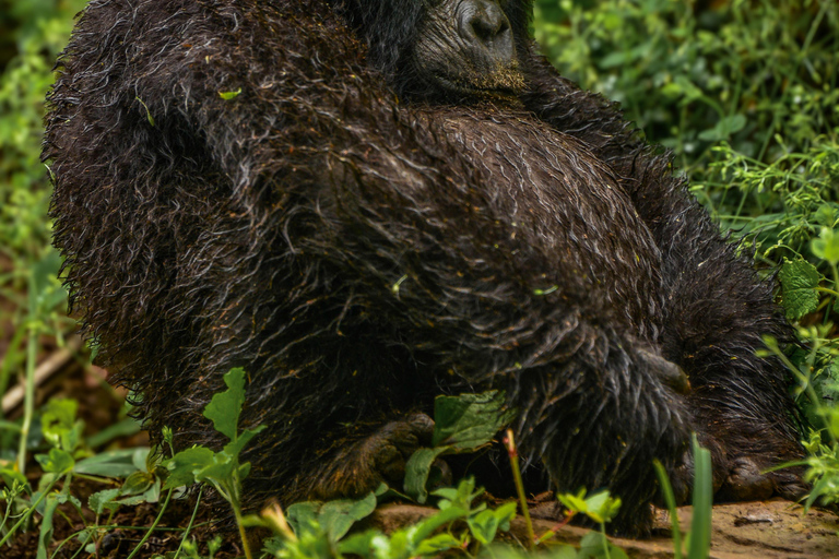 4-Day Uganda Gorilla and Chimpanzee Trekking Tour