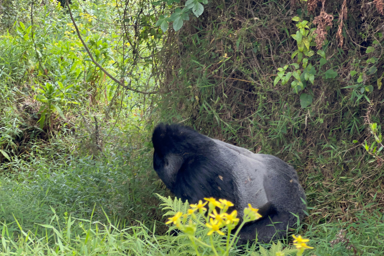 4-dniowa wycieczka Rwanda Uganda Gorilla Trekking Tour Experience