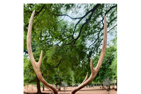 From Bengaluru: Devarayana Durga Guided Day Trip