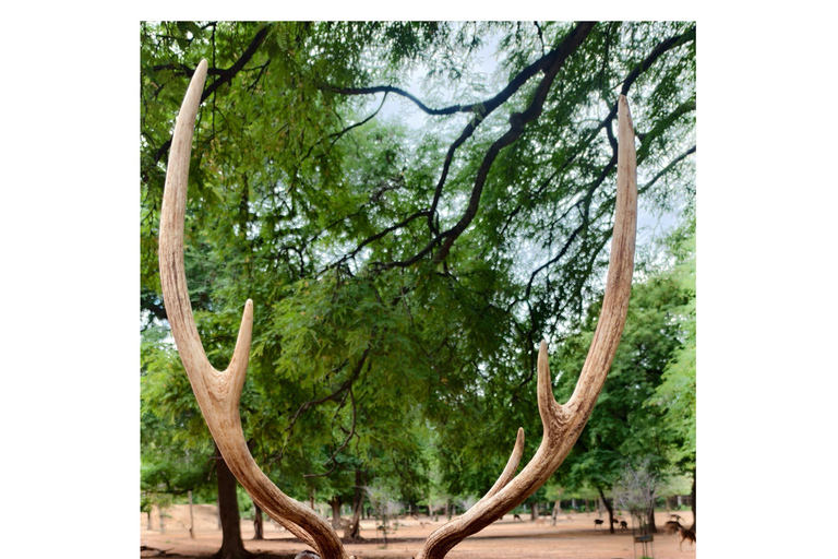 From Bengaluru: Devarayana Durga Guided Day Trip