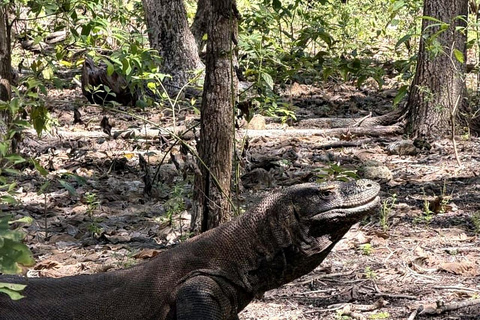 Labuan Bajo: Komodo National Park 6 Spots by Fast Boat