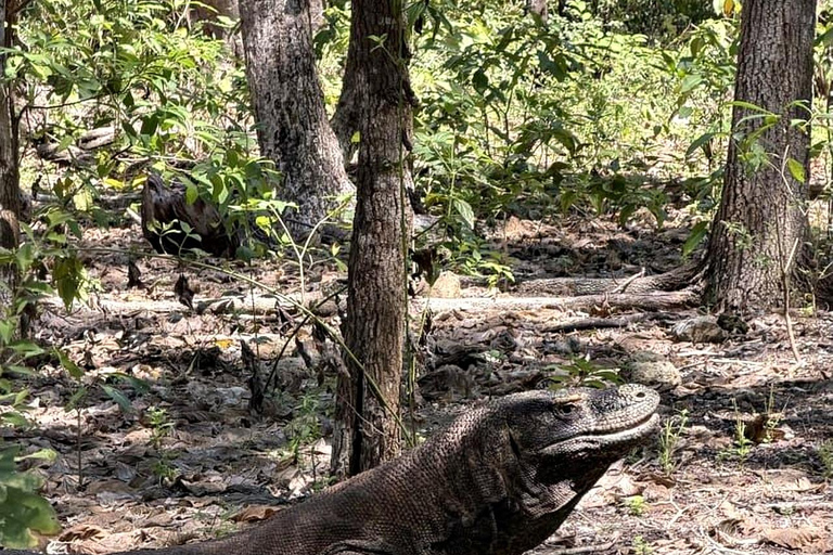 Labuan Bajo: Komodo National Park 6 Spots by Fast Boat