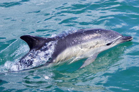 Lissabon: Bootstour zur DelfinbeobachtungLissabon: Bootstour mit Delfinbeobachtung