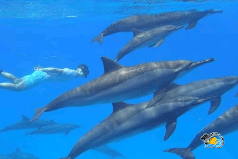 Wycieczka z delfinami Mnemba, las Jozani i restauracja The RockMiejsce zbiórki wyłącznie w Mnemba Transfer Point