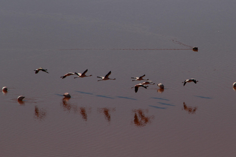 Visite privée des salines d'Uyuni depuis le Chili dans des auberges de jeunesse