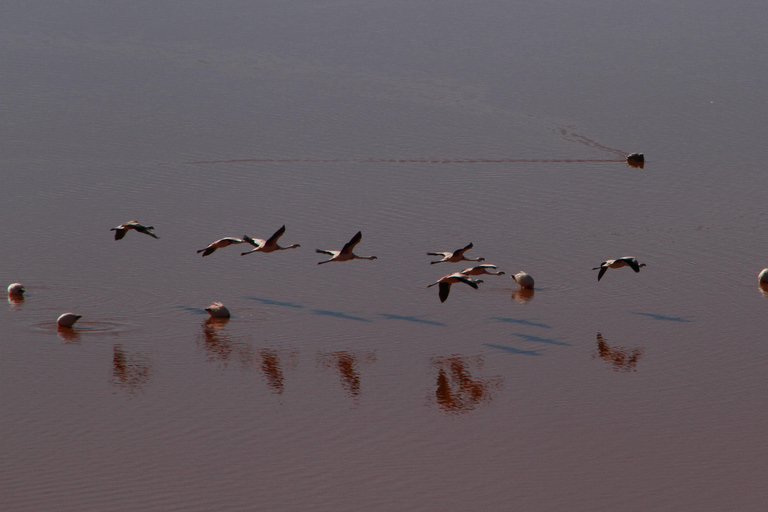 Visite privée des salines d'Uyuni depuis le Chili dans des auberges de jeunesse