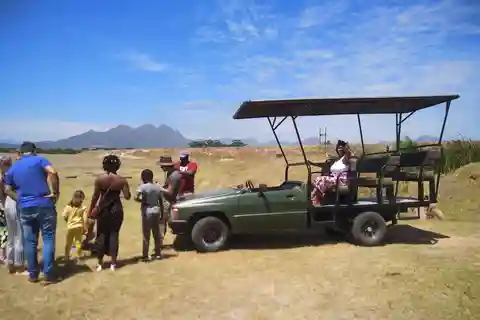 Da Città del Capo: Cape Winelands con un game drive