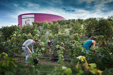 Chinon : Discovery Tours and Wine TastingVisite découverte en Français