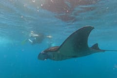 Snorkeling | Manta Point things to do in Ceningan island