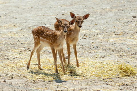 De Hammamet/Nabeul: Visita o parque de animais de Friguia