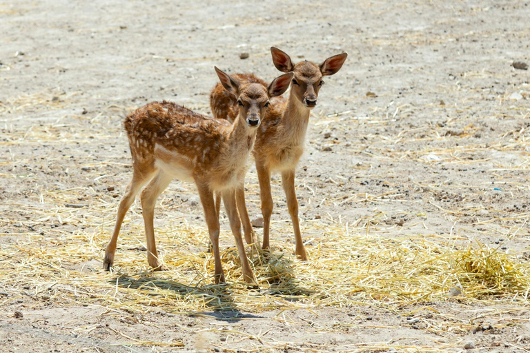 Depuis Hammamet/Nabeul : Excursion au parc animalier de FriguiaAu départ de Hammamet/Nabeul : Excursion au parc animalier de Friguia