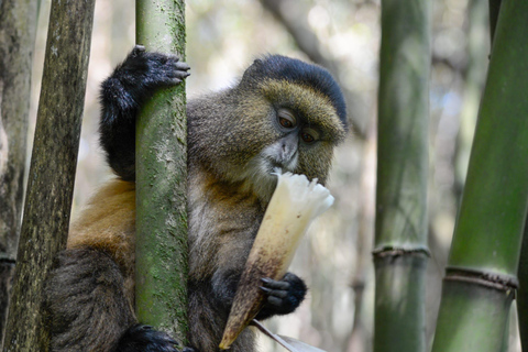 Circuit de 7 jours au Rwanda et en Ouganda, avec trekking et découverte de la faune et de la flore des primates