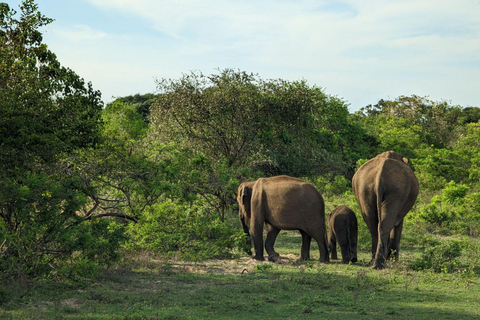 All Inclusive Yala Leopard Safari from Colombo, Ella & Galle