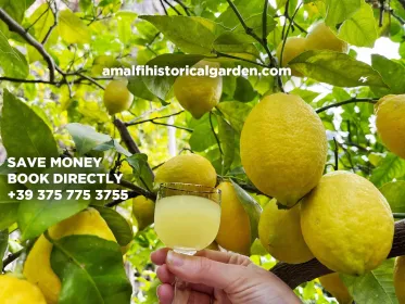 Privat: Amalfi-Zitronen-Tour im historischen Garten