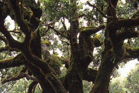 Fanal Assobiadores Trail Machico, Santa Cruz pickup hotels