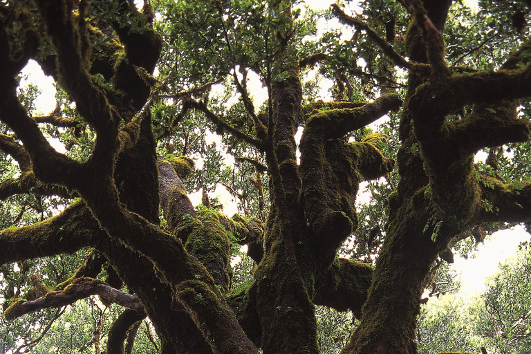 Fanal Assobiadores Trail Machico, Santa Cruz pickup hotels