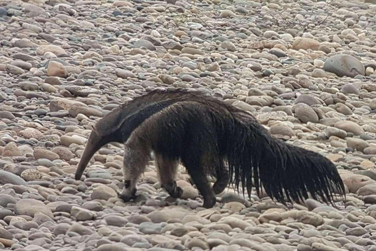 Excursión de 3, 4 ó 5 días al Parque Nacional del Manu