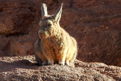 Uyuni: 3-Day Salt Flats Tour to San Pedro de Atacama ENGLISH-SPEAKING GUIDE