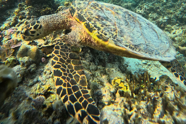 Snorkeling and Sunrise Boat Tour