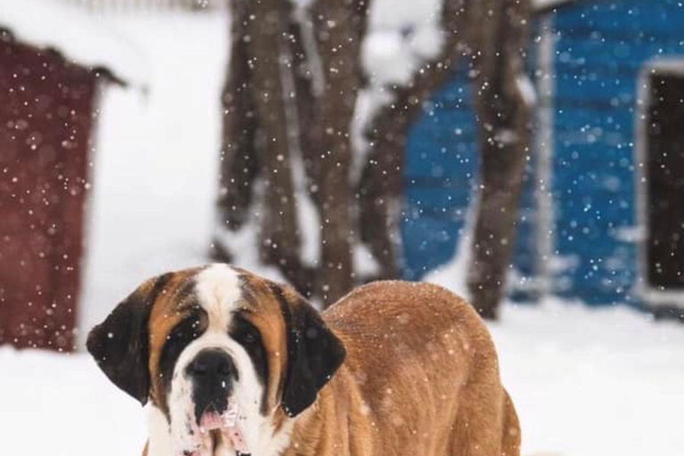 Tbilisi: Sabaduri Forest & Chronicles Tour With Wildlife