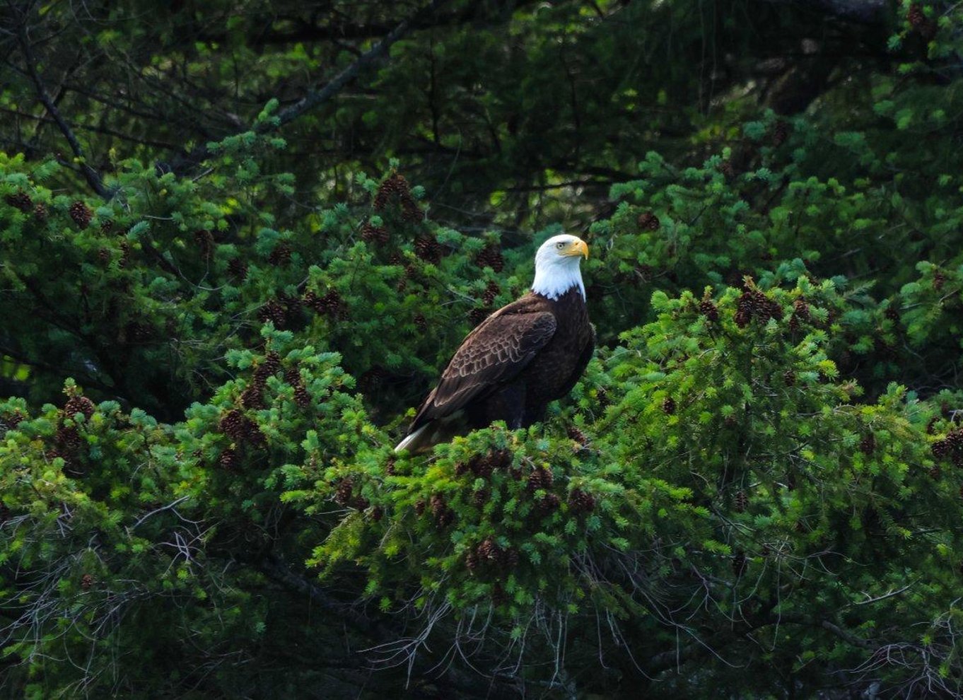 Fra Vancouver: Hval- og dyrelivssafari med gratis fotos