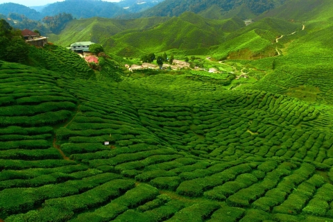 From Kuala Lumpur: Cameron Highlands Private or Shared Tour Private Tour