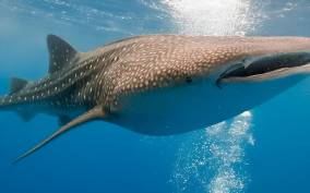 Bohol: Lila Whale Shark Watching