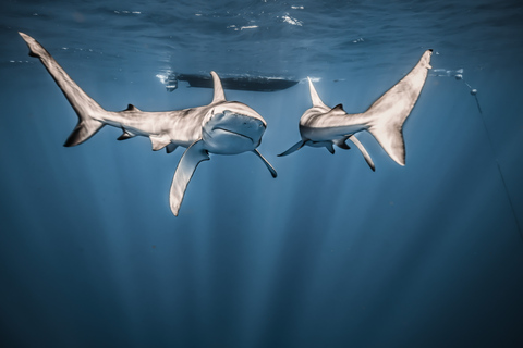 Oahu: Cage-Free Shark Diving Adventure Oahu: Cage-Free Shark Diving Adventure with Photos