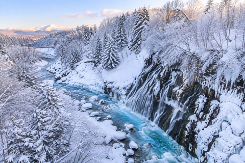 From Sapporo: Blue Pond Illumination & Ningle Terrace
