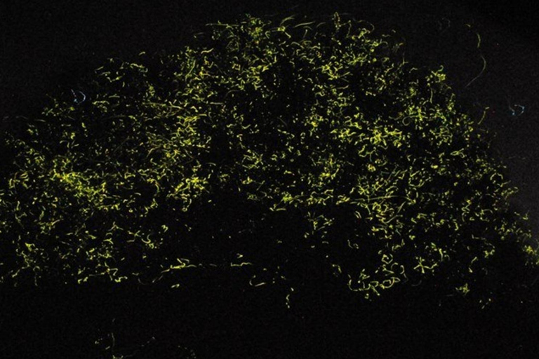 Bohol: Firefly Watching Shared Tour