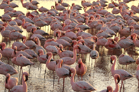 Sandwich Harbor: tour in 4x4 dove il mare incontra le duneSandwich Harbor: 4x4 Tour Where the See and Dunes Meet