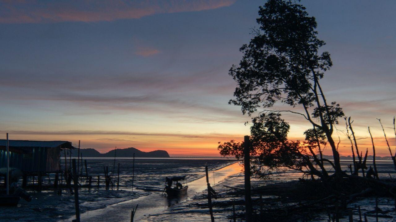 Sandakan: Glühwürmchen und Mangroven-Kreuzfahrt mit Abendessen