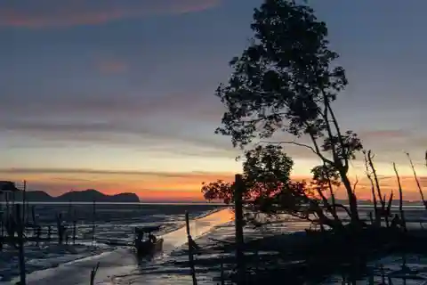 Sandakan: Ildfluer og mangrovekrydstogt med middag
