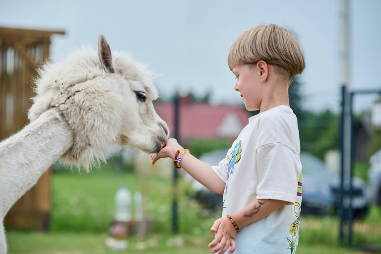 Vilnius-Trakai: Private Alpaca Farm Tour