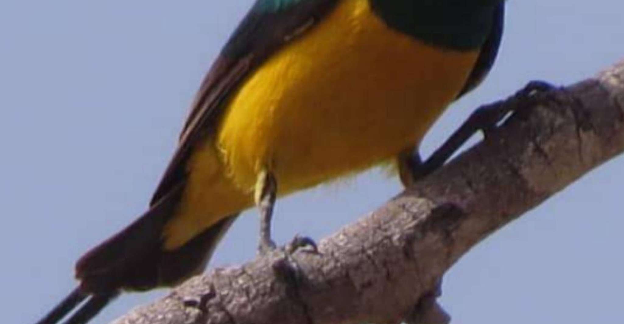Übernachtung Vogelbeobachtungstour - Hizvo