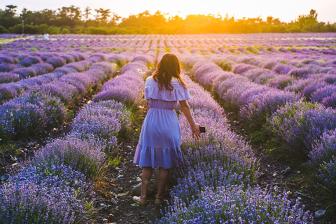 Privétour Gabala-Lavander