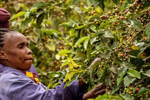 Nairobi: Coffee Farm Tour with Tasting and Transfers