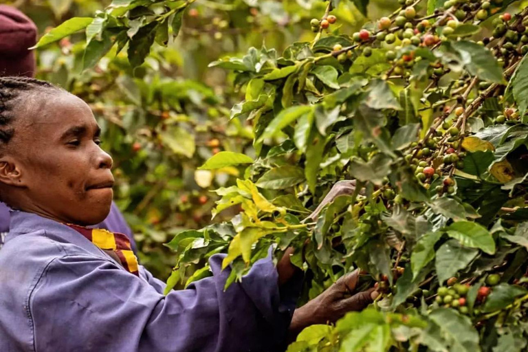 Nairobi: Coffee Farm Tour with Tasting and Transfers