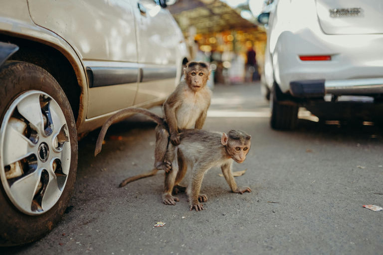 Safari con monos en Nueva Delhi