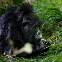 Uganda, Gorilla Close Encounter - Housity
