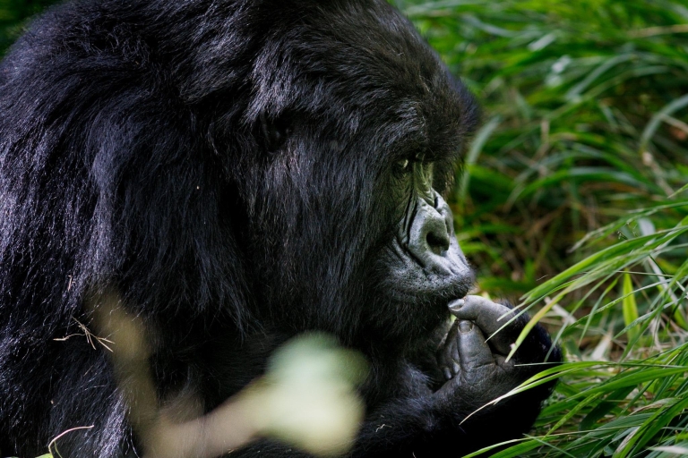 Ouganda : Rencontre avec un gorille