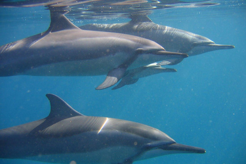 Mauritius: Dolphin Watching & Island Adventure Tour OPTION 3 – Private Boat Dolphins & Crystal Rock.