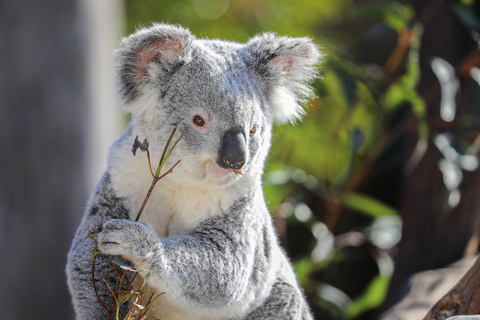 Sydney: Inträdesbiljett till Sydney Zoo